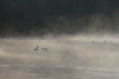 Birds swimming in sea against sky