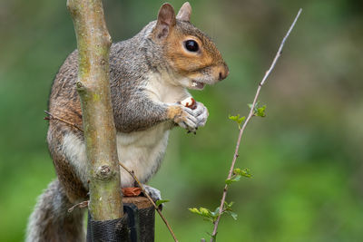 Portrait of an eastern grey squirrel sitting on a wooden post while eating a nut