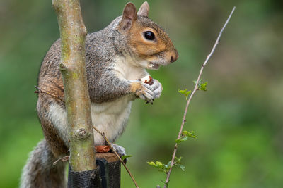 Close-up of squirrel eating food