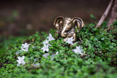 Close-up of white flowering sculpture on field