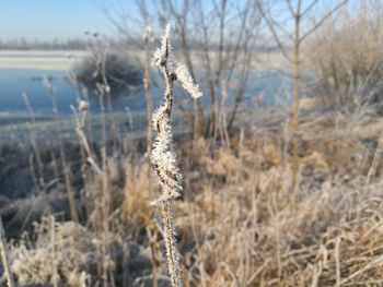 Close-up of plant on snow field