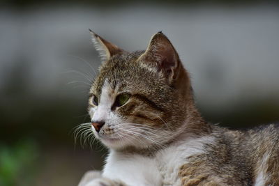 Close-up of a cat looking away