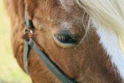 Close-up portrait of a horse