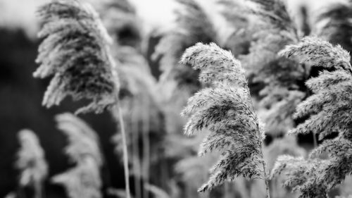 Low angle view of plants during winter