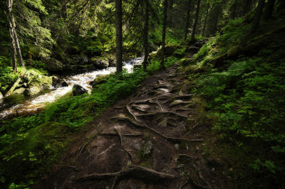 Scenic view of forest