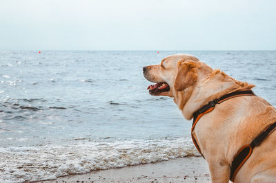 A happy dog sits and smiles against the background of the waves of the sea.