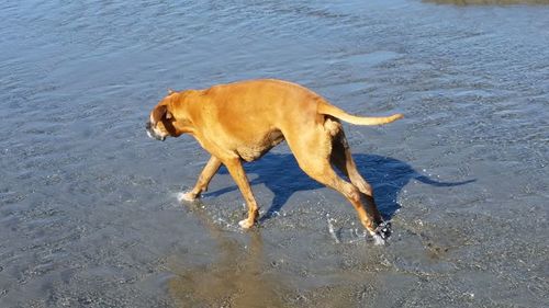 High angle view of dog on beach