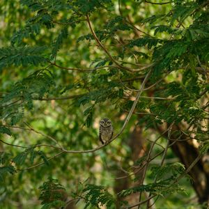 View of a bird on branch