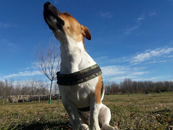 Low angle view of dog standing on field against sky