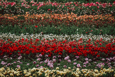 Red flowering plants on field