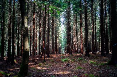 Trees in forest