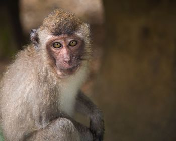 Close-up of monkey looking away