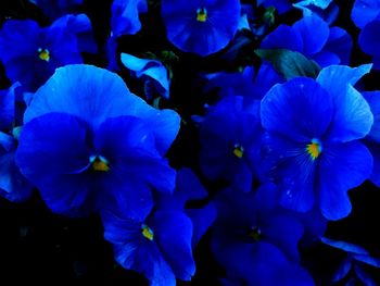 Close-up of purple flowers