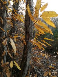 Close-up of autumn leaves on tree