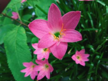 Close-up of pink cosmos blooming outdoors