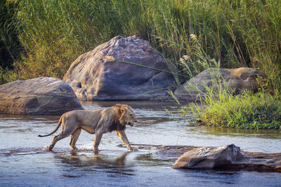 Side view of giraffe on rock by lake