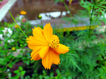 Close-up of yellow cosmos flower