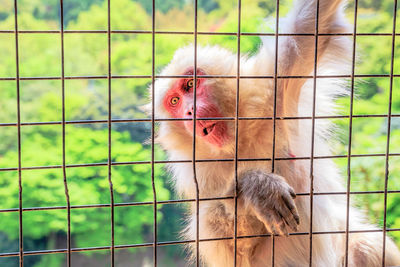 Close-up of monkey in cage