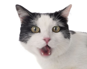 Close-up portrait of a cat against white background