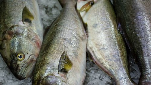 Close-up of fish for sale in market