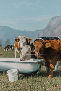 Cows in a field