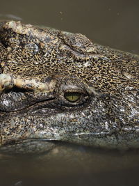 Close-up of crocodile in sea