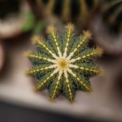 Close-up of cactus