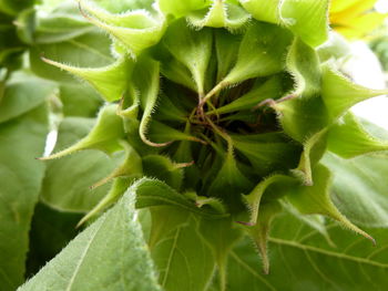 Close-up of fresh green plant