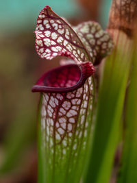Close-up of a butterfly