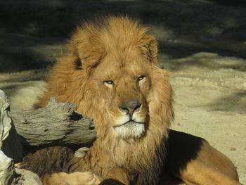 Lion resting in a zoo