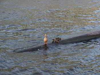 Ducks swimming in lake