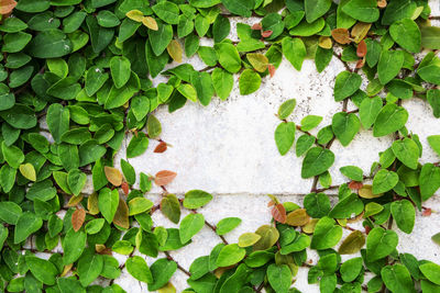 Full frame shot of ivy growing on wall