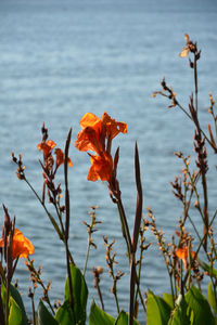 Close-up of flowering plant against lake