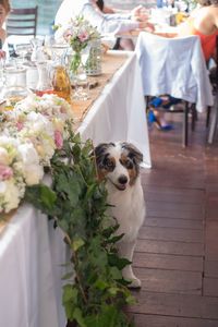 Portrait of dog by white flowers on table