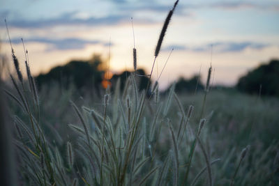 Close-up of grass on field against sky