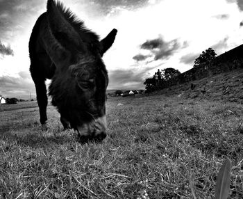 Close-up of horse grazing on field