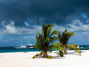 Palm trees on beach against sky