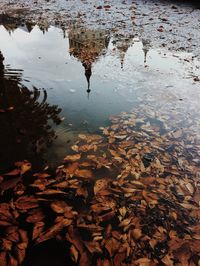Reflection of trees in water