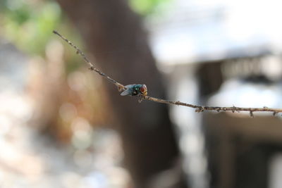 Close-up of insect on twig