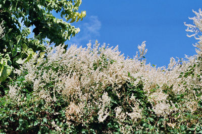 Blossoming tree