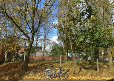 Trees on field