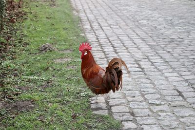 View of a male chicken on footpath