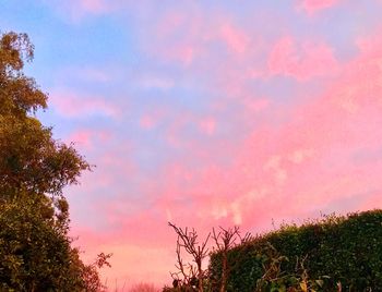 Low angle view of silhouette trees against sky during sunset