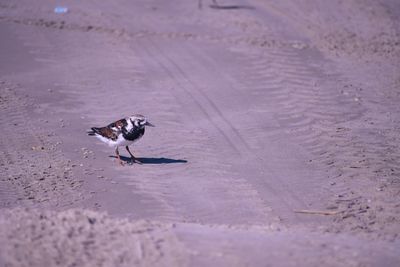 High angle view of bird on beach