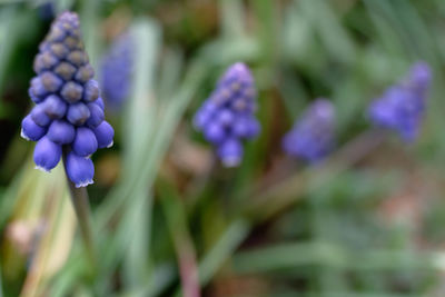 Close-up of purple flowering plants