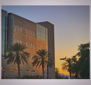 Palm trees against sky during sunset