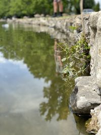 Close-up of plant growing on rock by lake