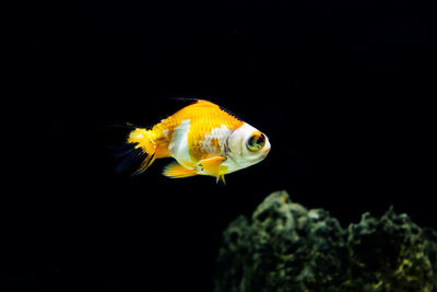 Close-up of fish swimming in sea