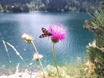 Insect on pink flower