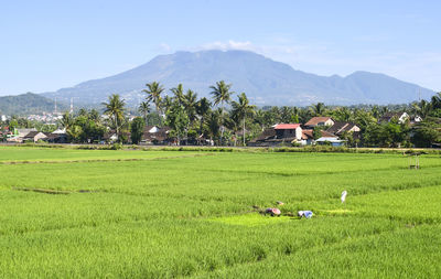 Beautiful landscapes nature rice farming in the background of mount merbabu in indonesia